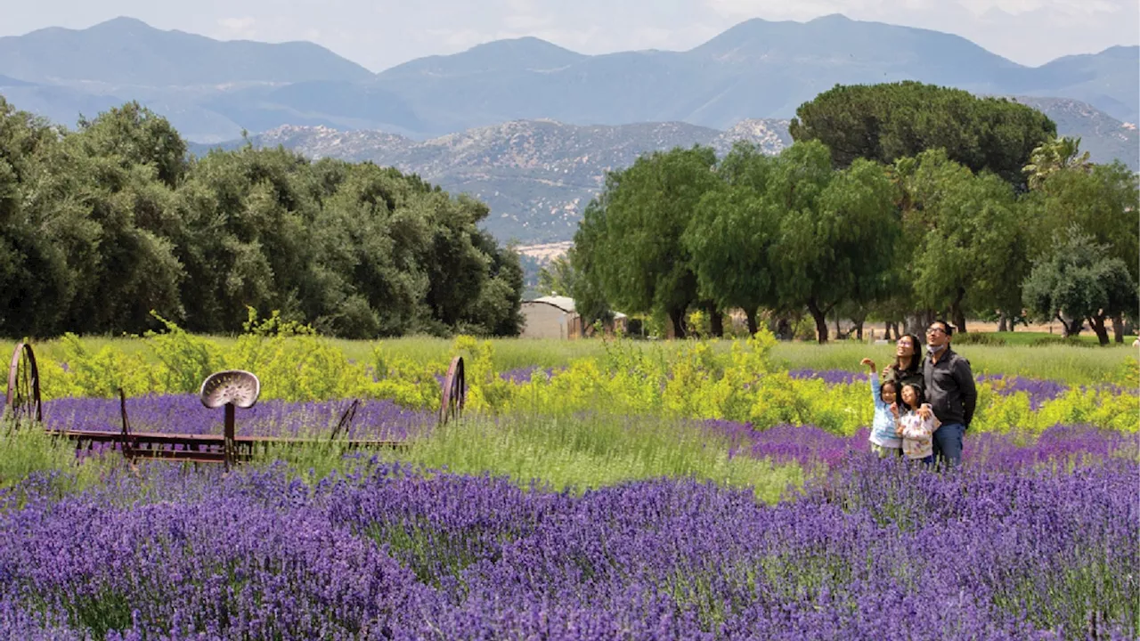 Lavender Season Starts Now (or Very, Very Soon)