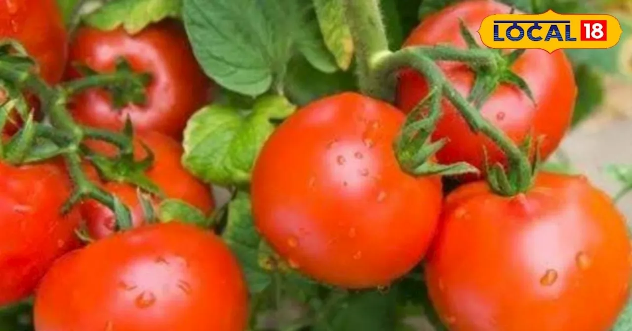 Tomato Cultivation: किसान इस विधि से करें टमाटर की खेती, मिलेगा बंपर उत्पादन