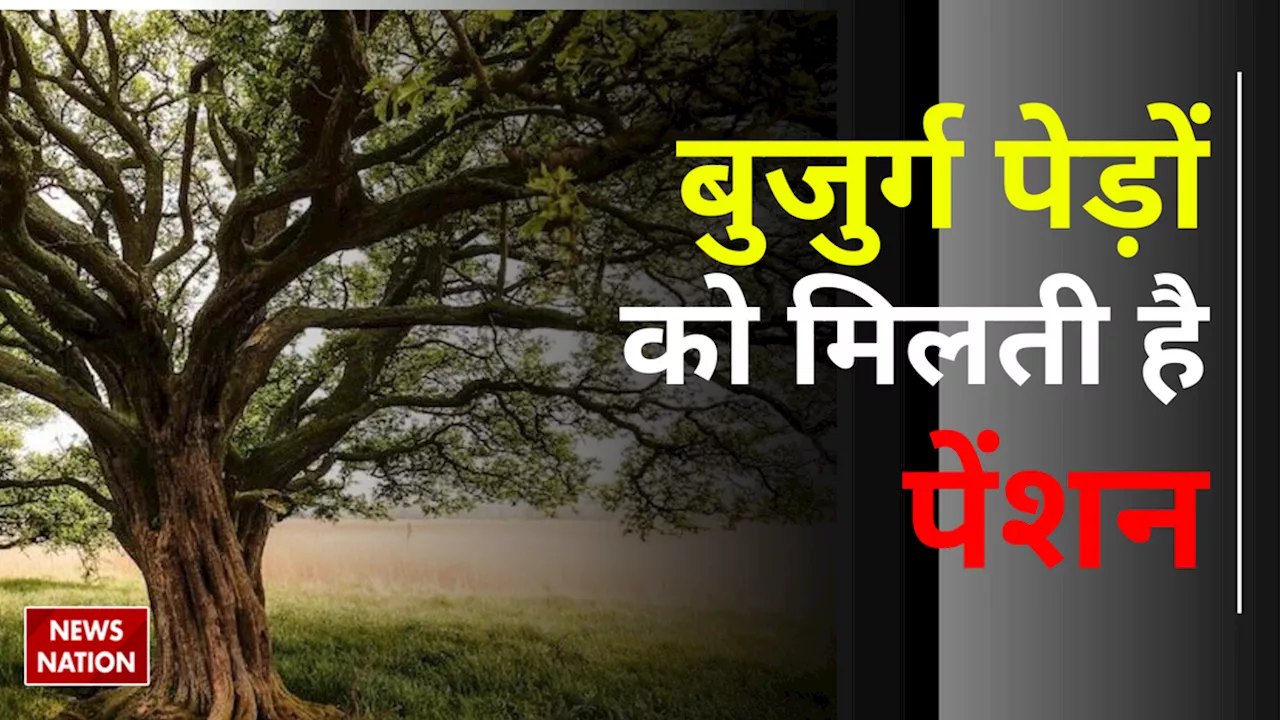 पेड़ों को पेंशन देती है इस राज्य की सरकार, 75 साल पुराने वृक्षों को मिलता है लाभ