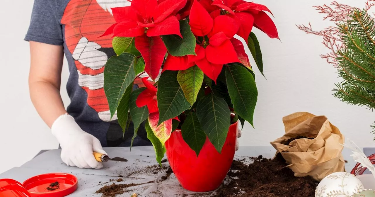 Plant expert shares 'important' job to do with poinsettias to make them 'thrive'