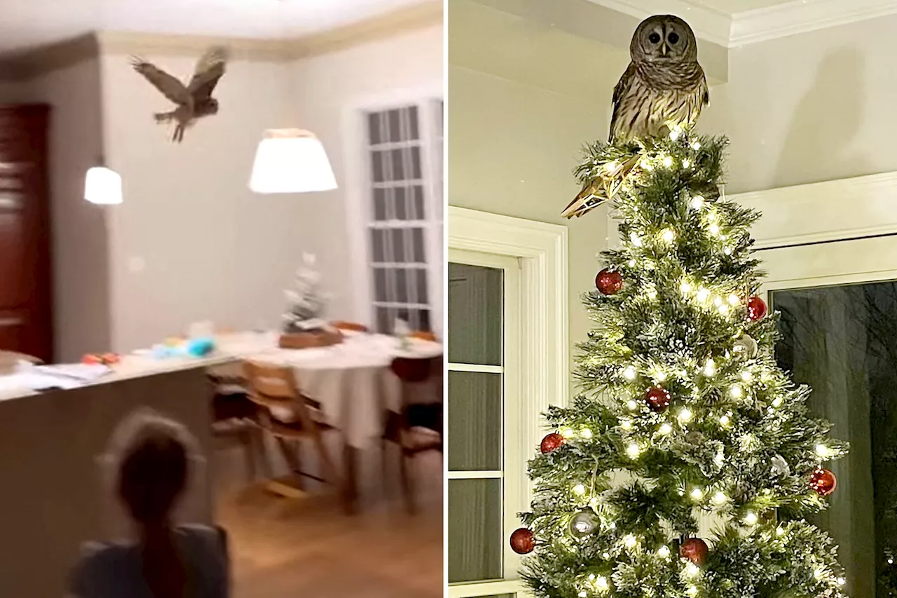 A star is born: owl descends chimney and perches atop family Christmas tree