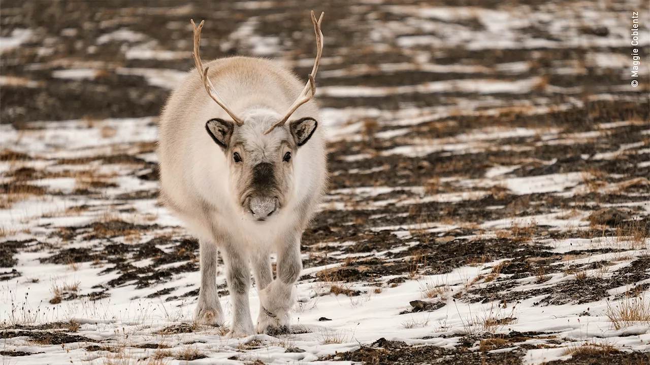 Shorter, fatter, and hairier: 5 fun facts about the world’s smallest reindeer