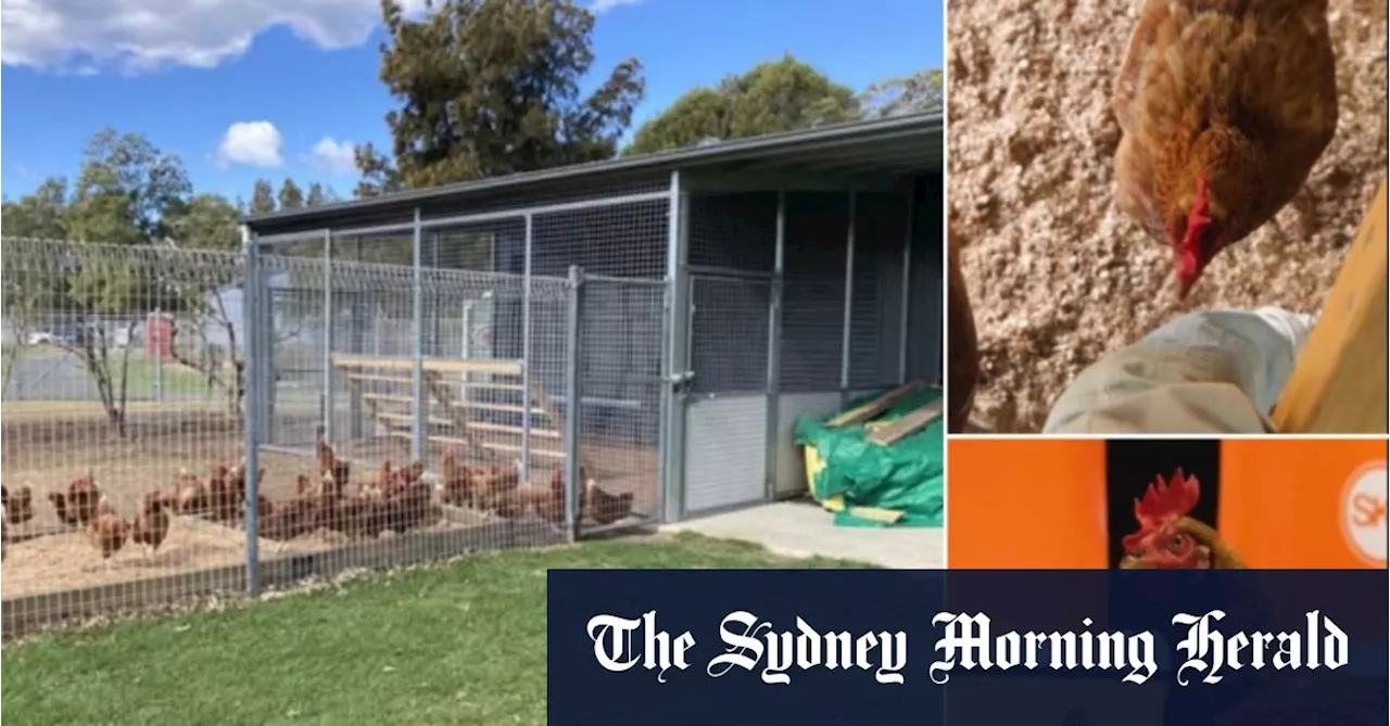 ‘Horrific acts of animal cruelty’: Dozens of chickens killed at NSW high school