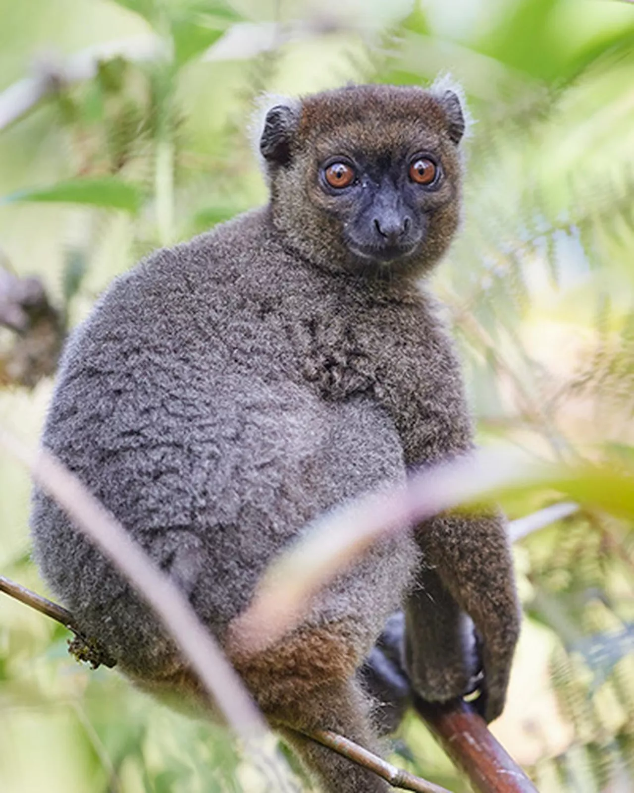 Les Mathes : Le zoo de La Palmyre participe à la sauvegarde des lémuriens de Madagascar