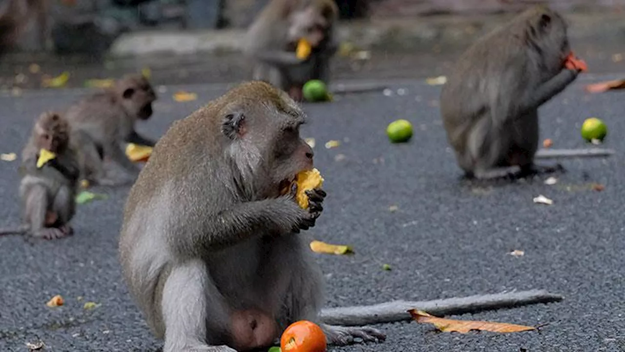 Destinasi Wisata Monkey Forest di Bali Memperketat Keamanan saat Musim Hujan