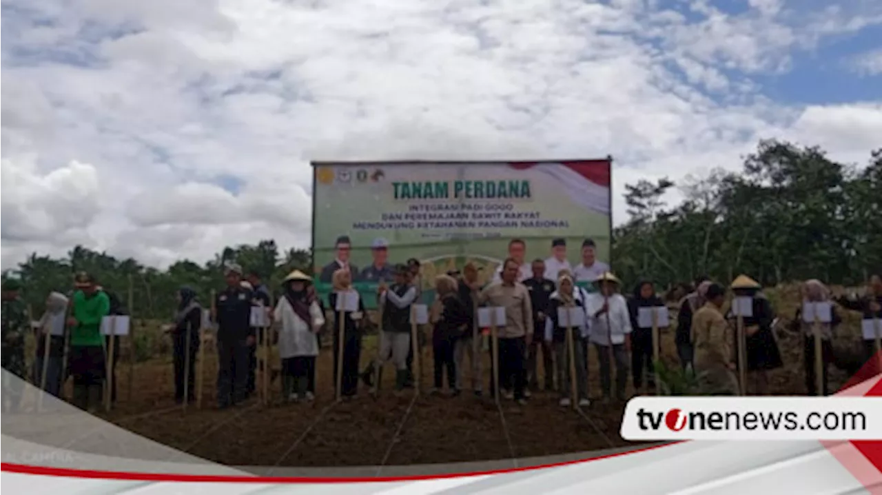 Remajakan Lahan Sawit dengan Tumpang Sisip, Petani Sawit Lebak Wujudkan Ketahanan Pangan dengan Tanam Padi Gogo