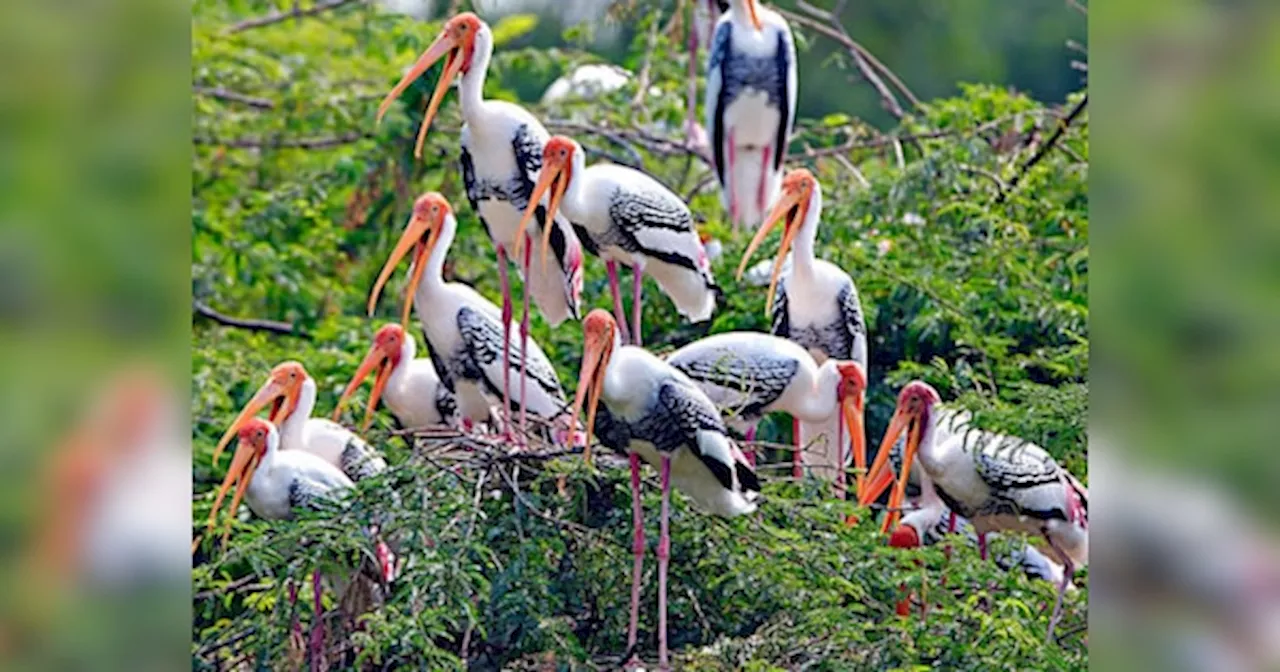 Bird Flu: राजस्थान के फलोदी जिले में 7 कुरजां की मौत के बाद अलर्ट, रिपोर्ट में हुई बर्ड फ्लू की पुष्टि, स्थानीय प्रशासन और वन विभाग में बढ़ी चिंता