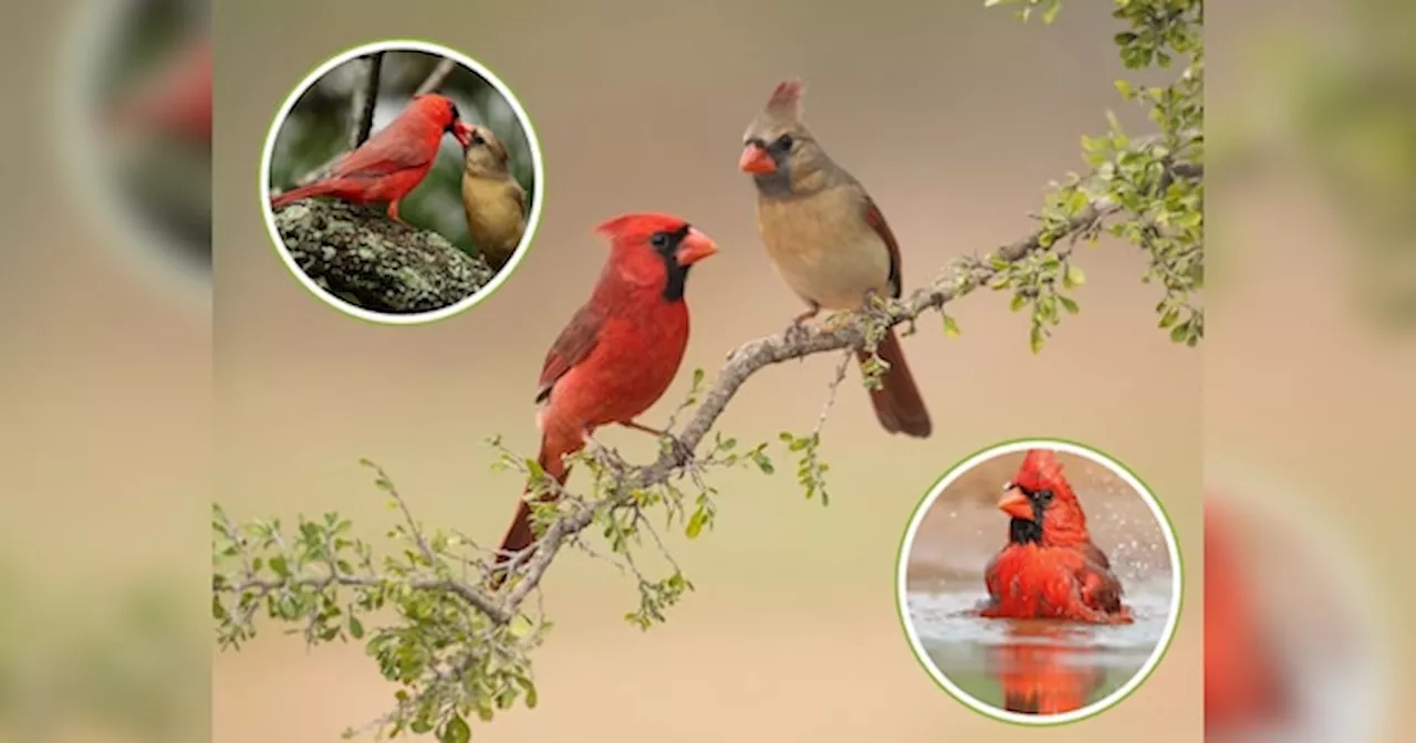 Northern Cardinals: क्रिसमस का सिंदूरी पंछी, खाना बदलता है इसका रंग और आवाज करती है मंत्रमुग्ध!