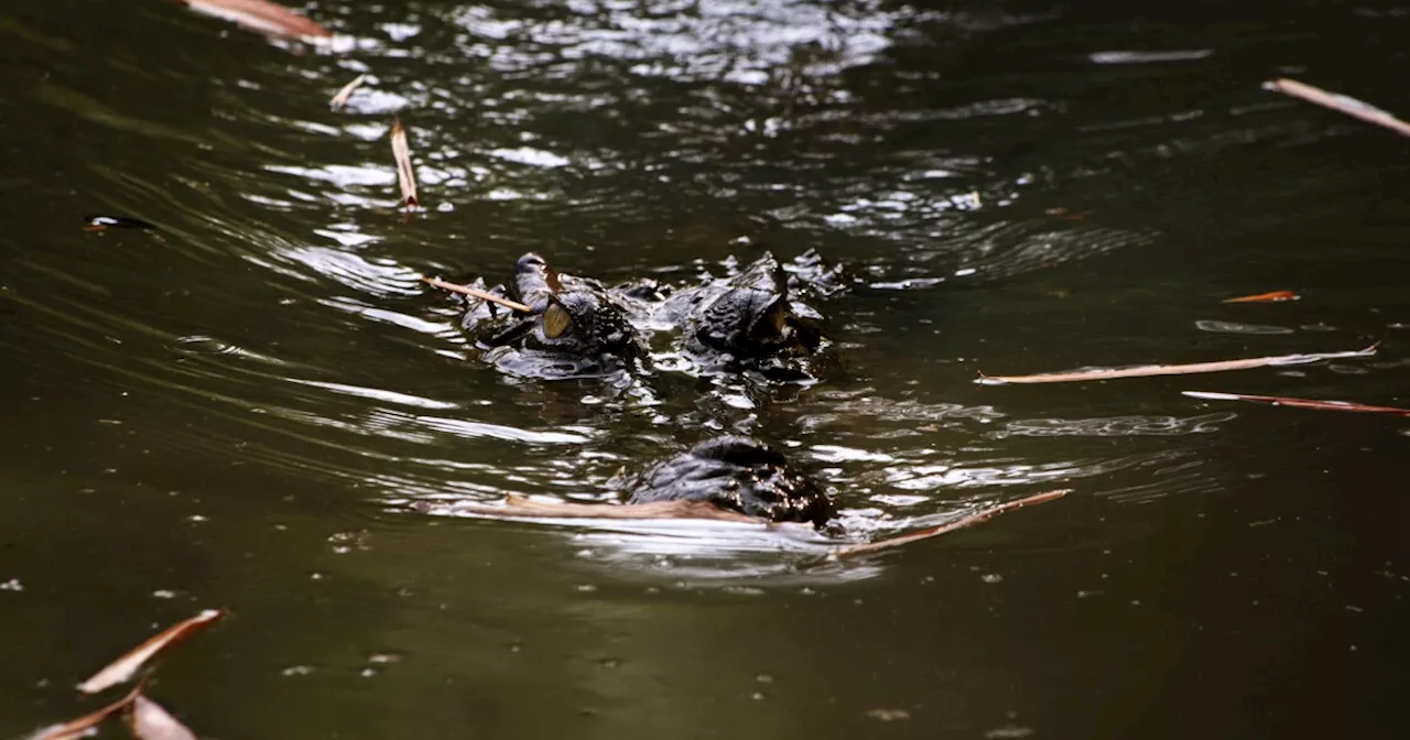 90-year-old crocodile from 'Crocodile Dundee' dies at aquarium in Australia