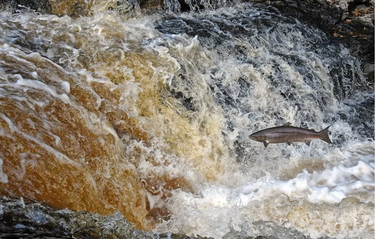 Interdiction de la Pêche au Saumon Atlantique en 2025 dans le Pays Basque