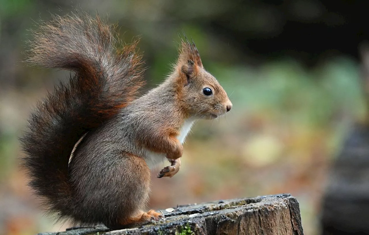 Les Écureuils : Des Carnivores Inattendus ?