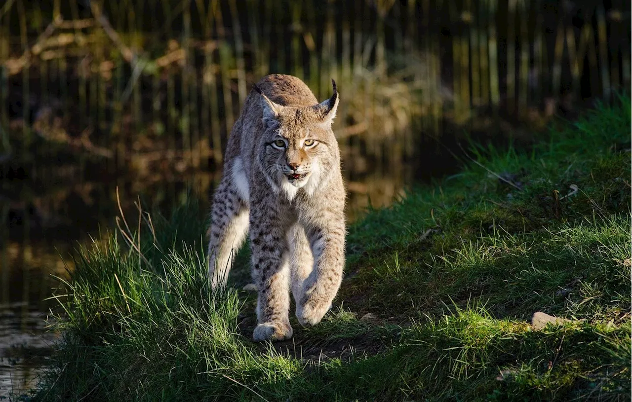 Un lynx retrouvé tué près de Madrid, les autorités ouvrent une enquête