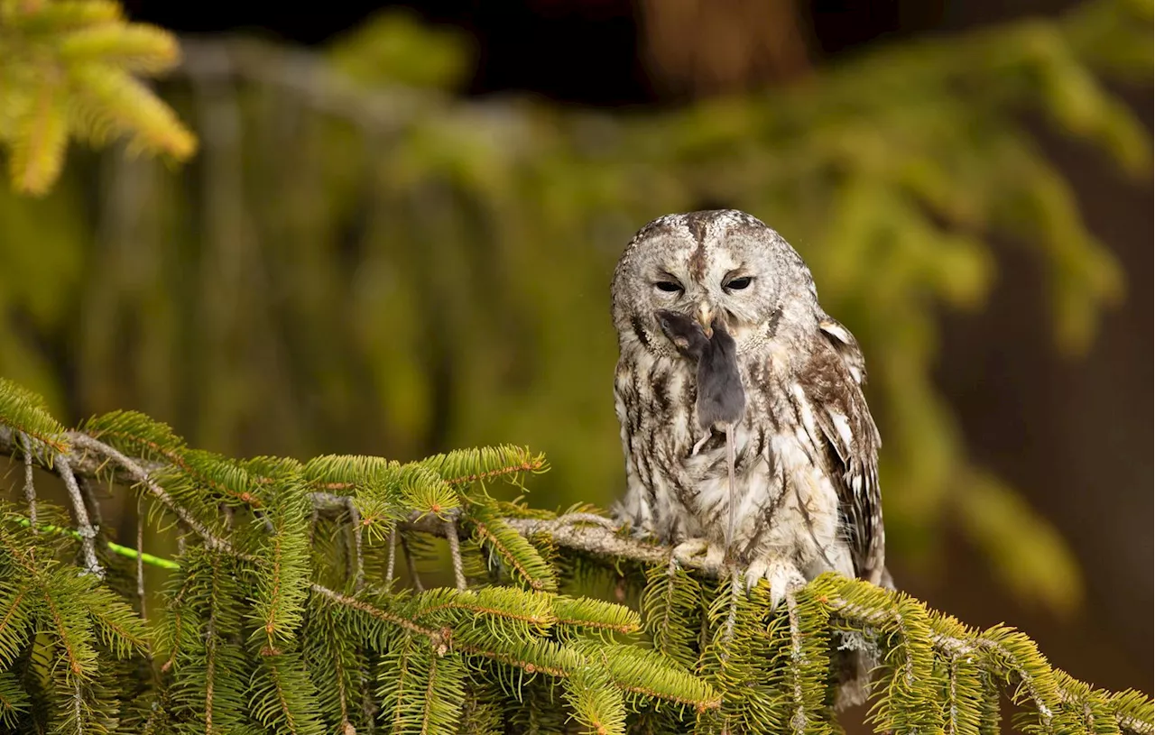 La vie sauvage des forêts vosgiennes