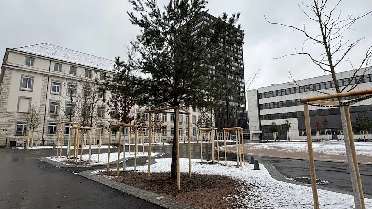 82 Bäume auf dem Brown-Boveri-Platz in Baden gepflanzt