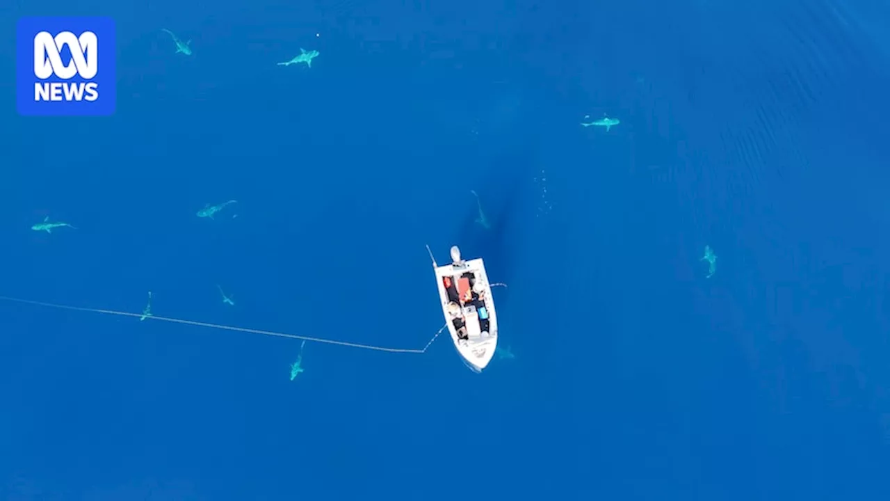 Drone Captures Dozen Sharks Circling Fishing Boat Off Queensland Coast