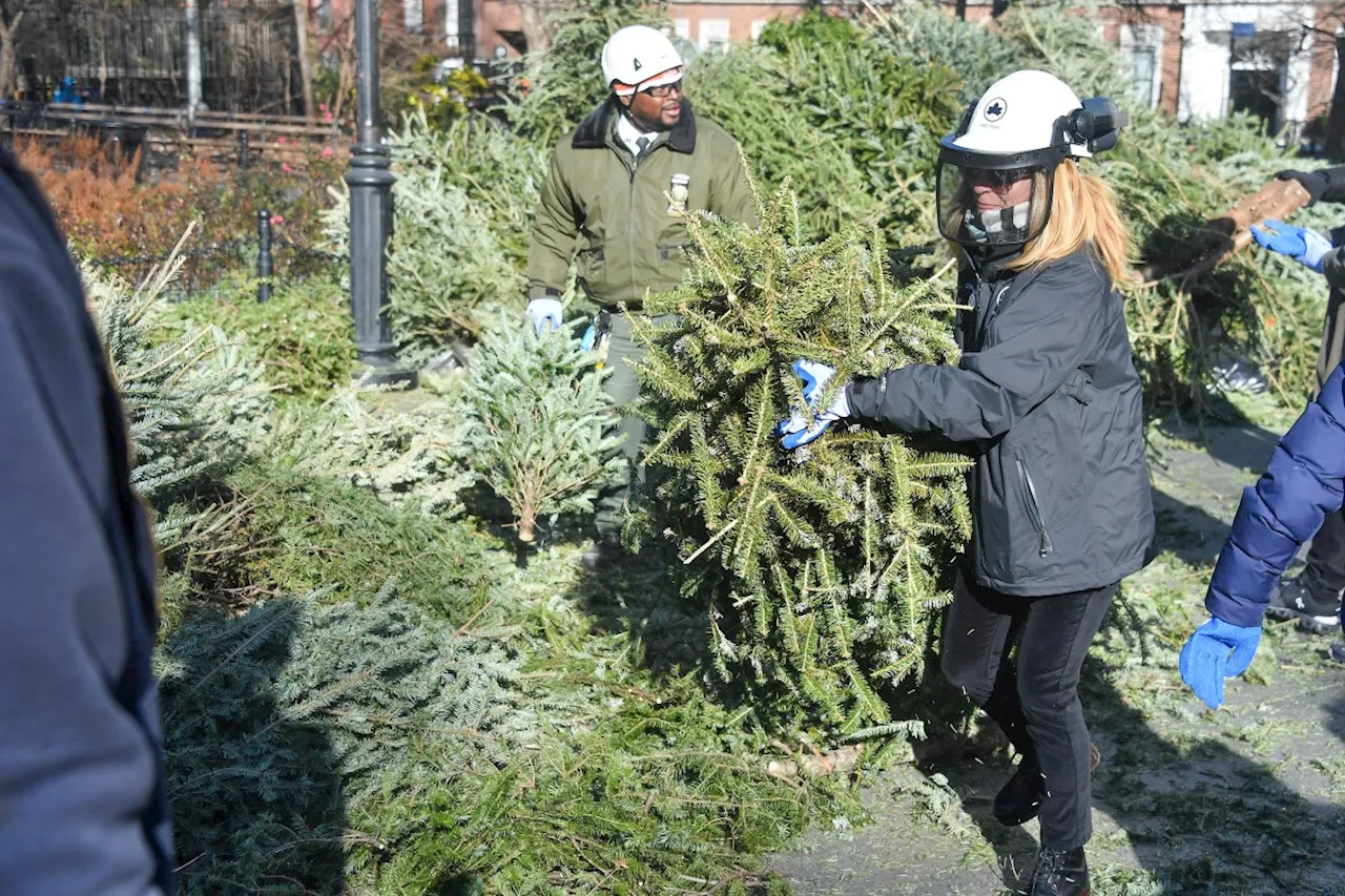 Mulchfest: New Yorkers Can Recycle Christmas Trees into Mulch