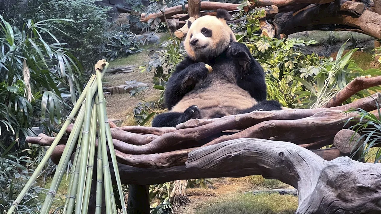 An An and Ke Ke, the pandas, celebrate their first Christmas in Hong Kong