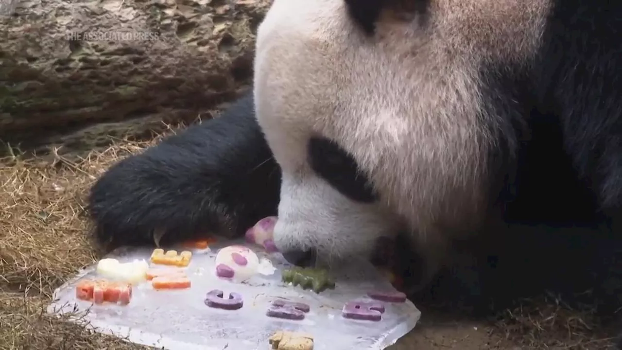 Hong Kong pandas spoiled for Christmas with frosty treats