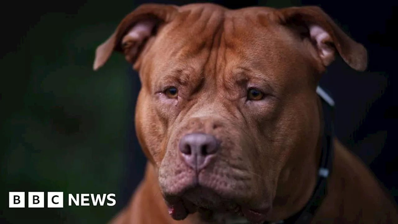 Kent: Dozens of XL bullies seized by police since ban