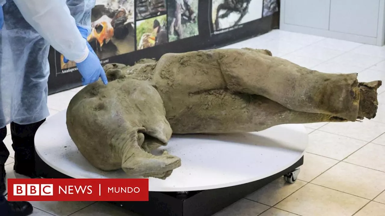 Los restos de una cría de mamut de 50.000 años de antigüedad descubiertos en perfecto estado de conservación