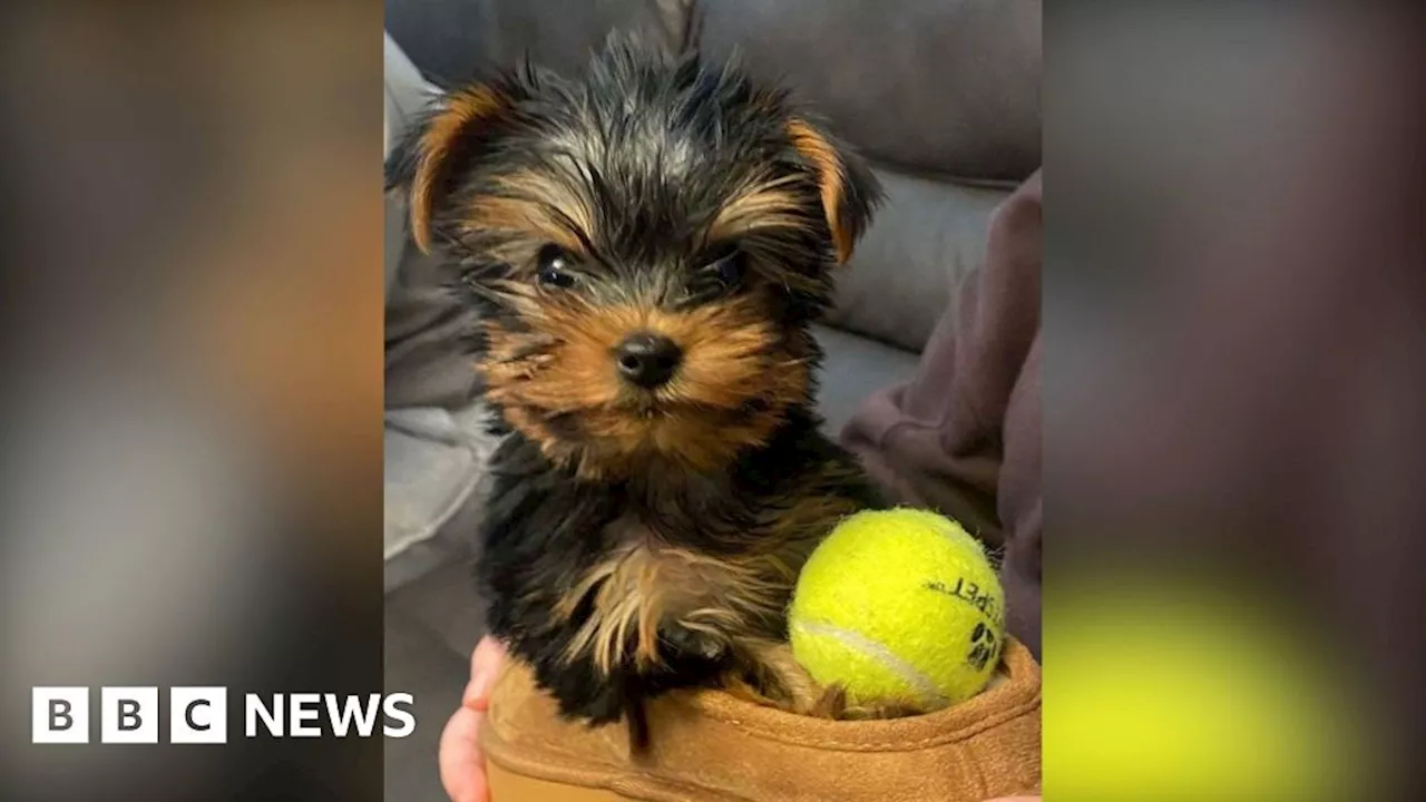 Family's Horror After Buying Puppy Online