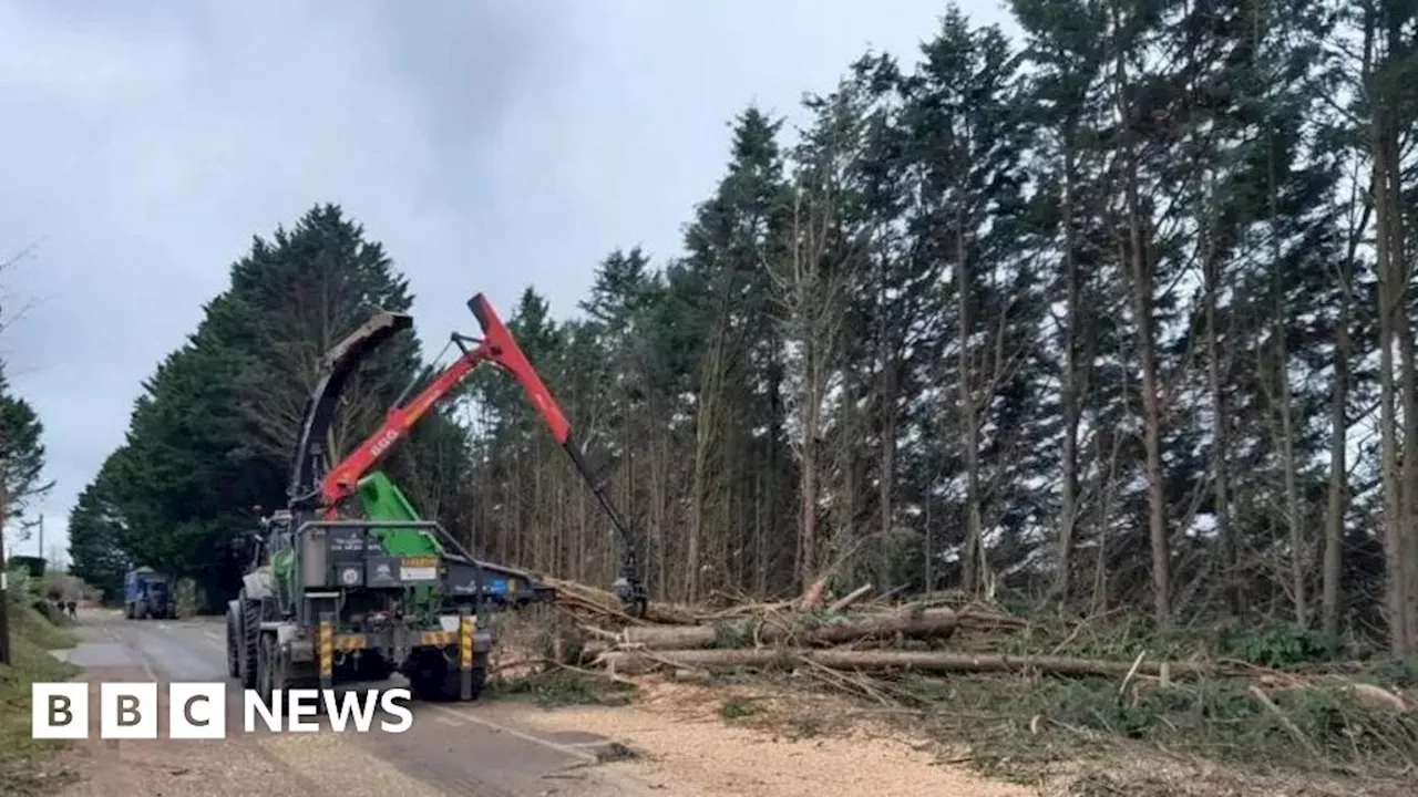 Storm-Hit Road Reopens After 100 Trees Cleared