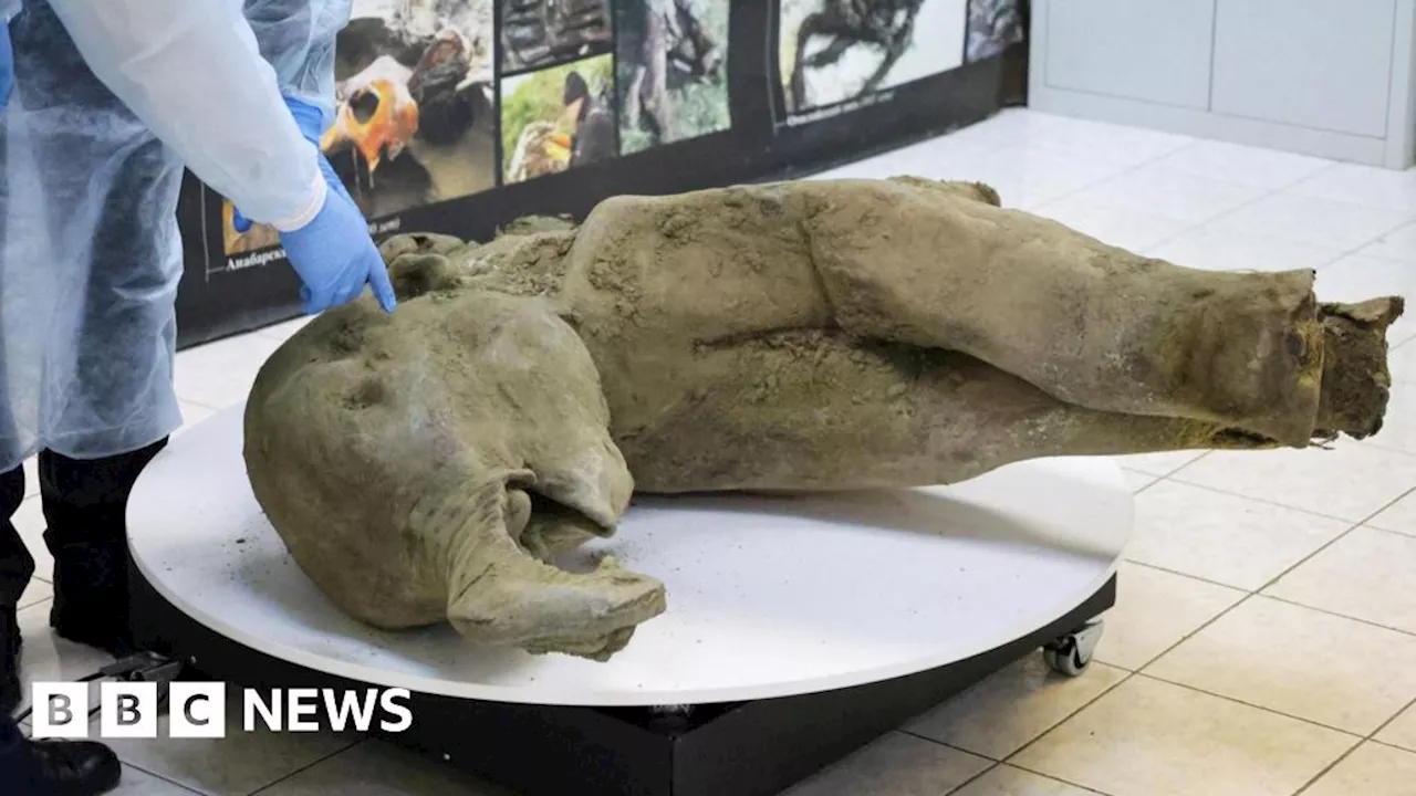 World's Best-Preserved Mammoth Carcass Discovered in Siberia