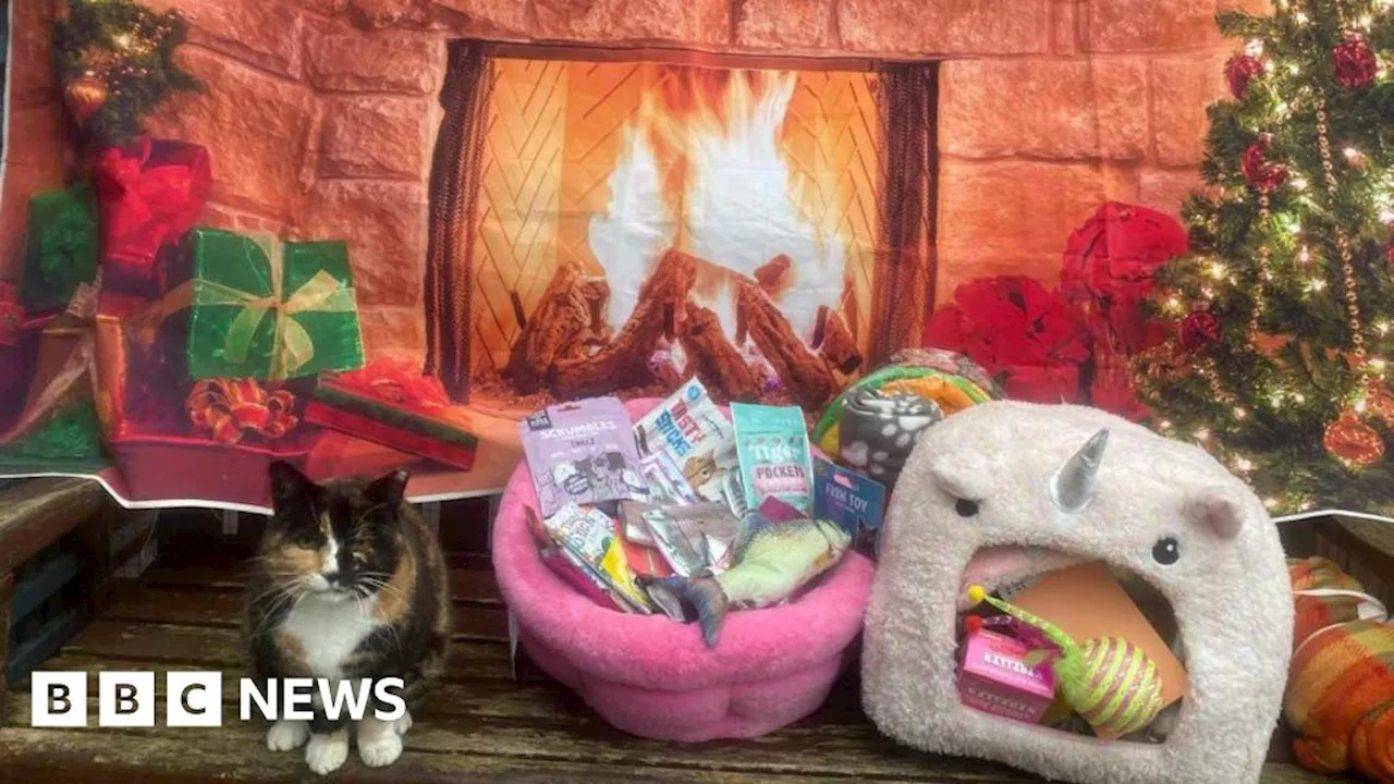  a Shropshire cat's Christmas without owners