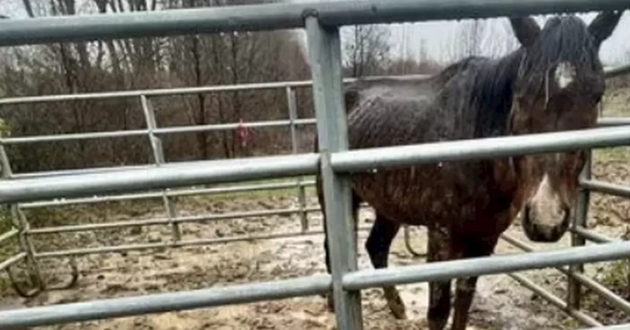 Royal Ascot Winner Rescued in Emaciated State