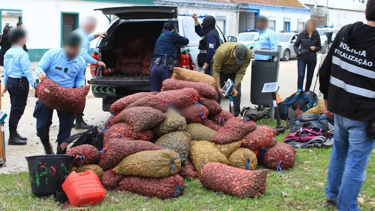 Hepatitis droht: Polizei beschlagnahmt 30 Tonnen Muscheln