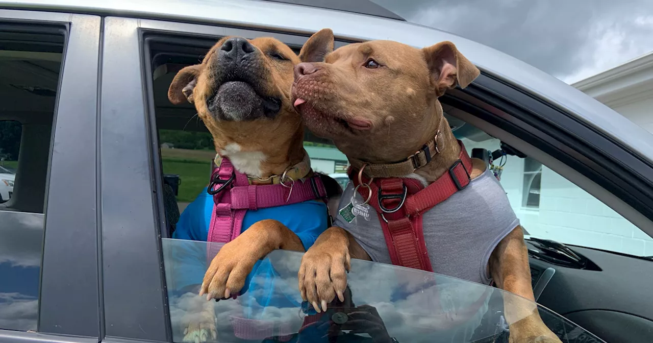 Abandoned Dog Finds Forever Home and Best Friend