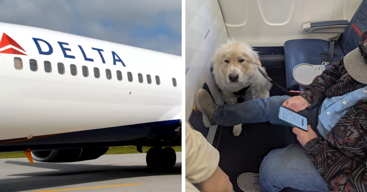 Passenger Outraged After Downgraded to Make Room for Dog on Delta Flight