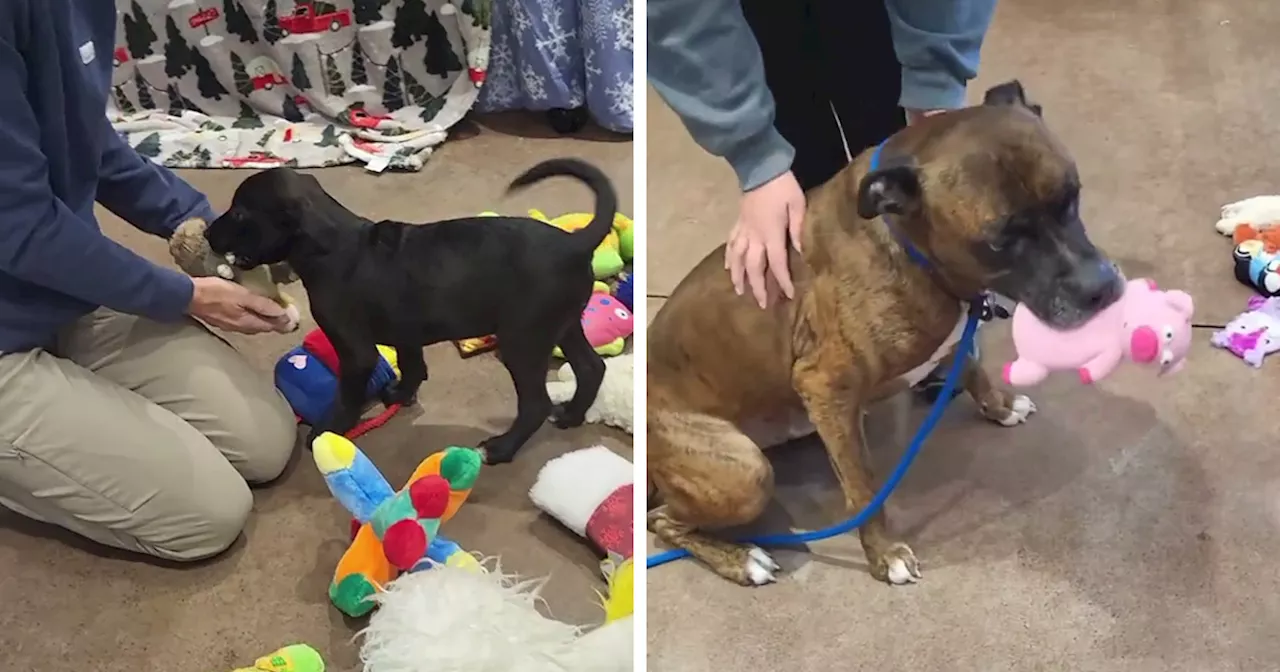 Pups At Shelter Show Wholesomely Different Characters As They Get To Pick Their Own Christmas Gifts