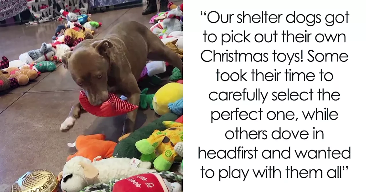 Stray Dogs at Chattanooga Shelter Get a Christmas Surprise