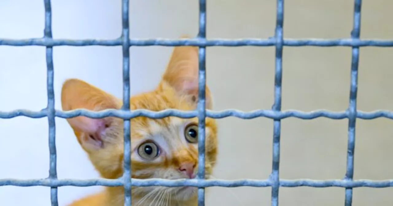 Millions Spent on Torturing Cats in US Government Experiments