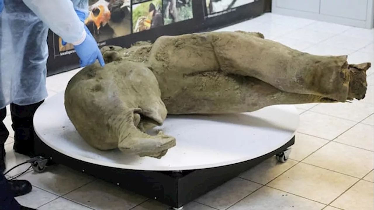 Remarkably Preserved 50,000-Year-Old Baby Mammoth Found in Siberian Permafrost