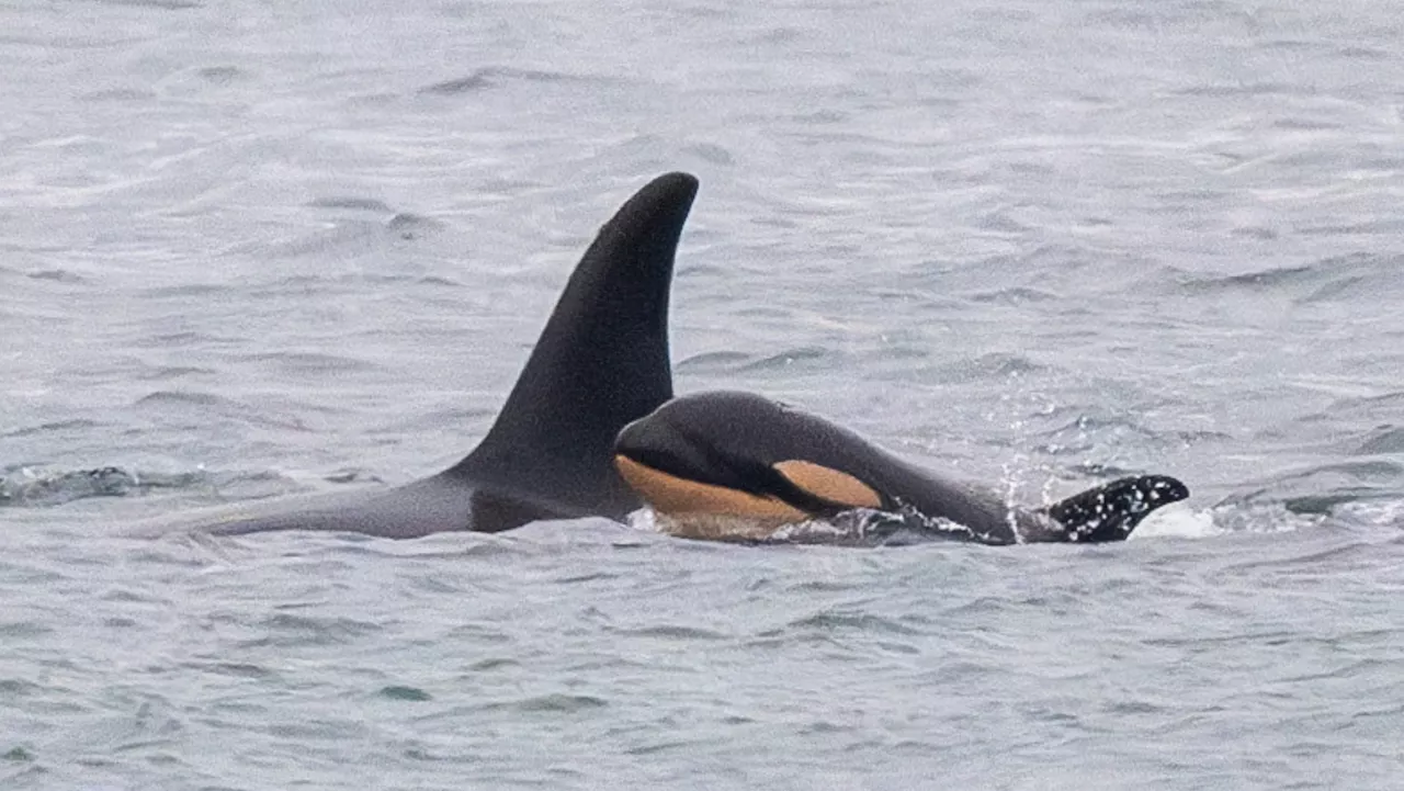 New calf born in pod of endangered southern resident orca whales, researchers say