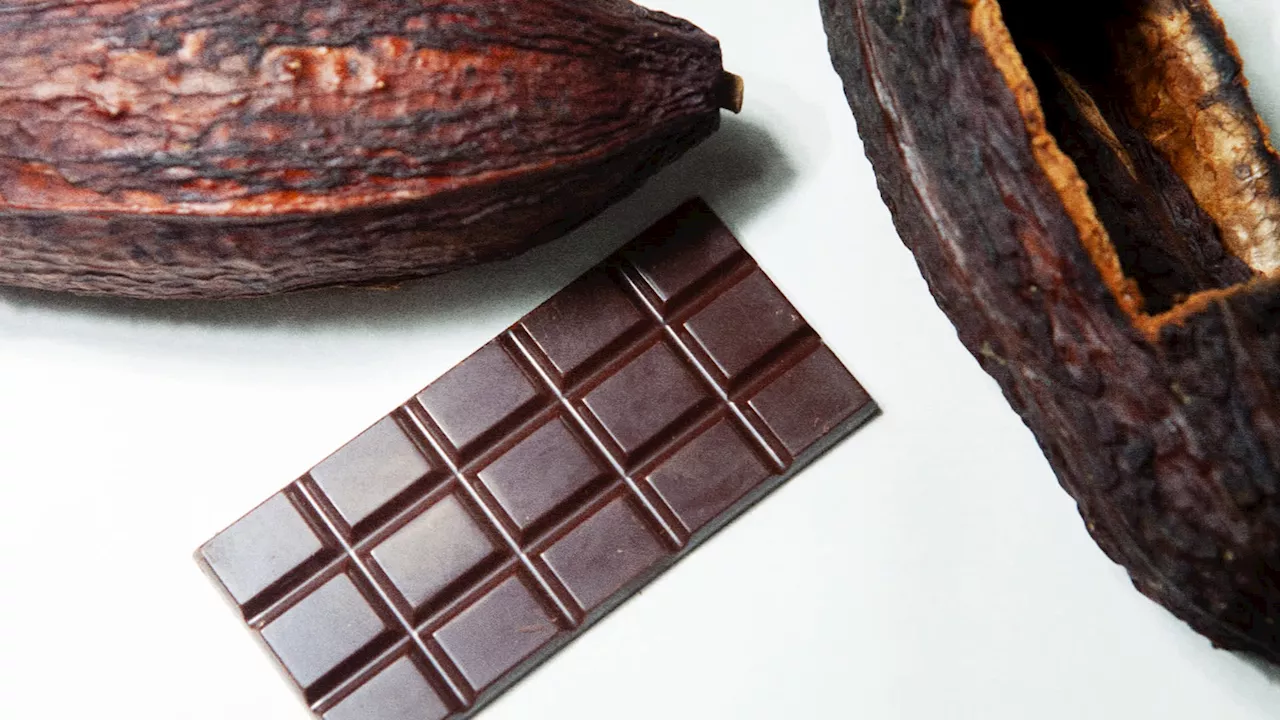 Lab-Grown Chocolate Startup Tackles Supply Chain Woes