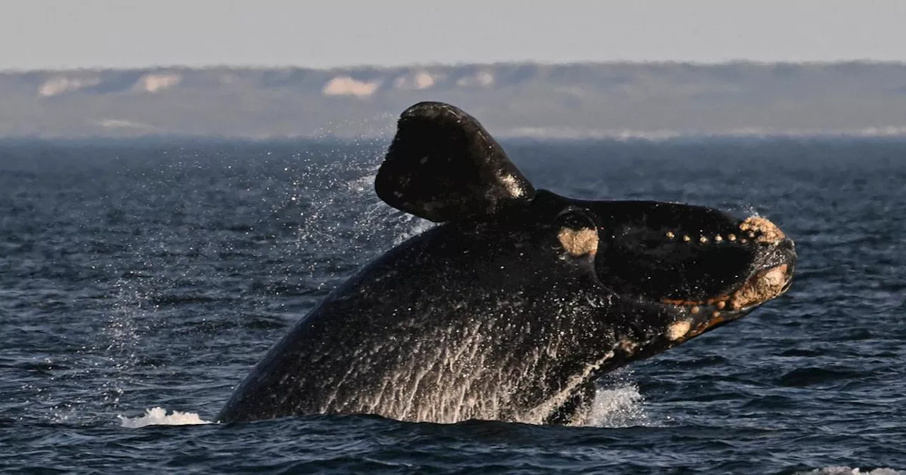 Les baleines auraient une longévité encore plus importante, selon une nouvelle étude