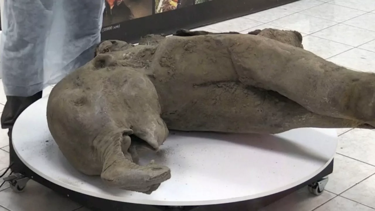 Young mammoth remains found nearly intact in Siberian permafrost