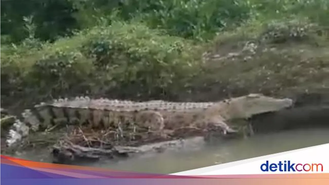 Heboh Buaya Besar Kembali Muncul di Sidoarjo