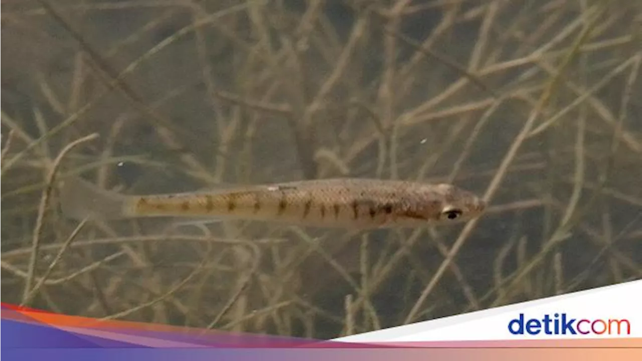 Ikan Ini Pakai Ekor untuk Hidup di Darat dan Bernapas!