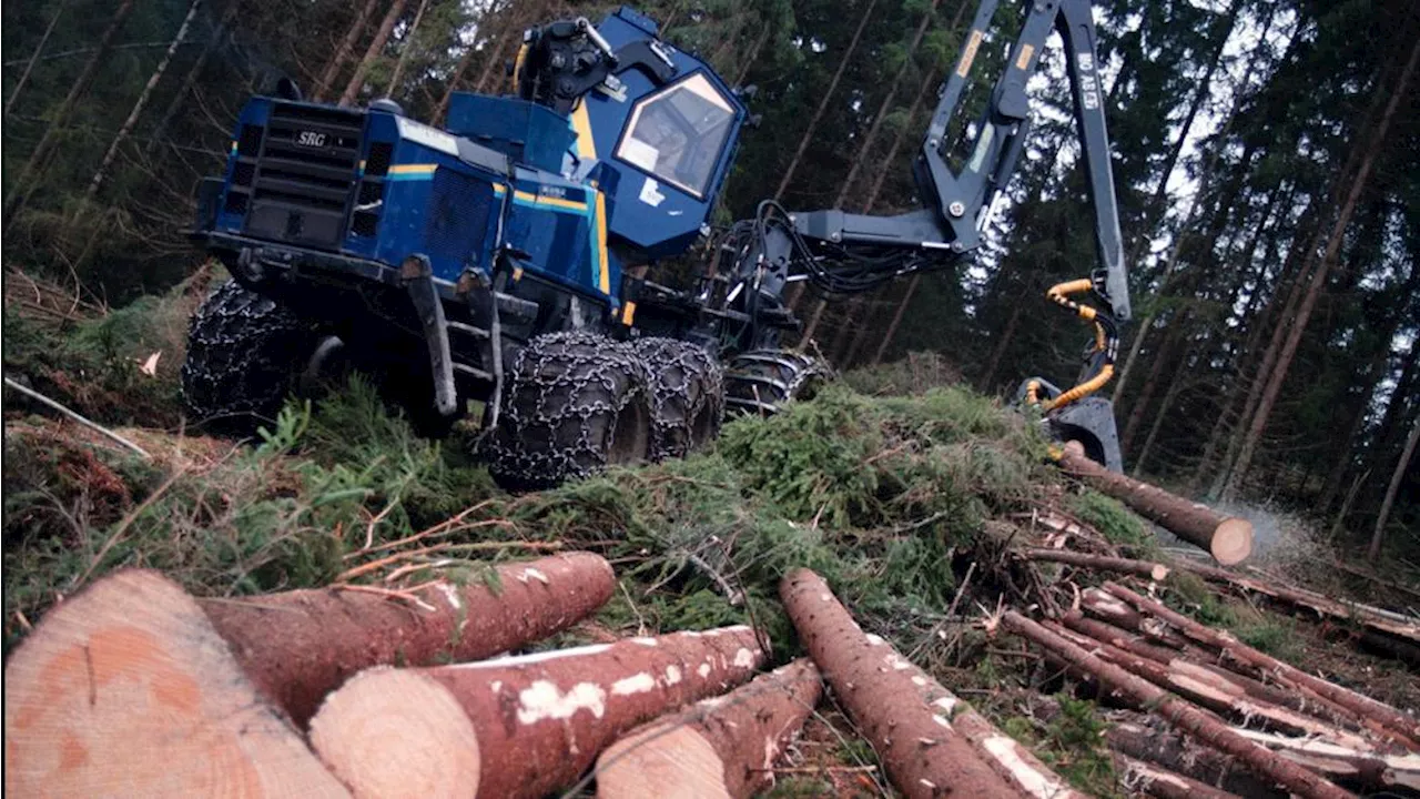 Svensk skog binder allt mindre kol