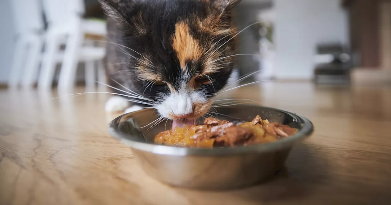 Bei Fressnapf verkauft: Katzenfutter wegen Gesundheitsgefahr zurückgerufen