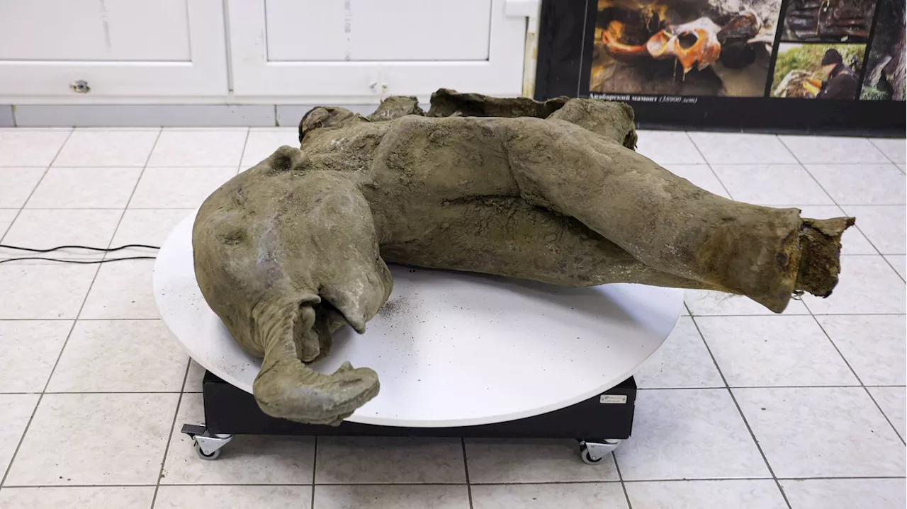 Un Mammouth De 50 000 Ans Découvert En Russie