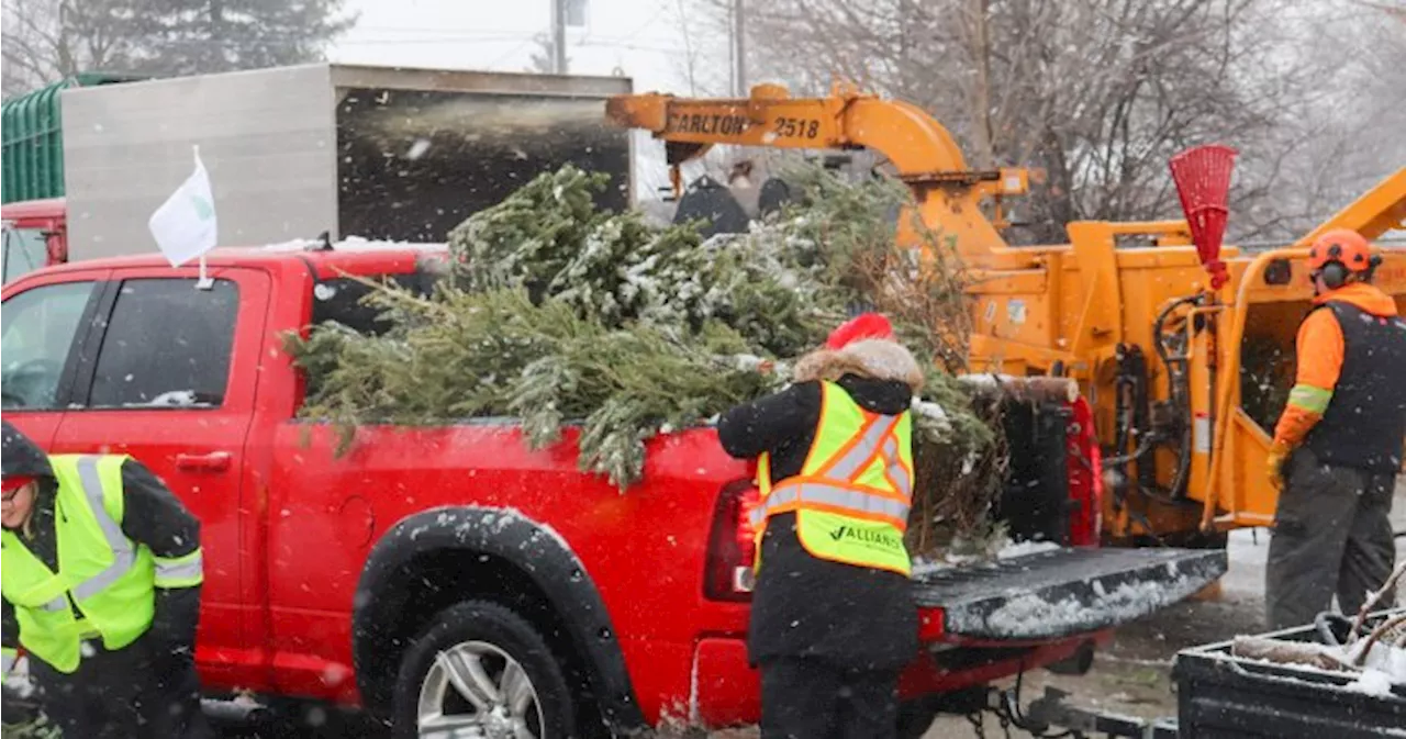 Guelph's Christmas Tree Collection Program Helps Youth in Need