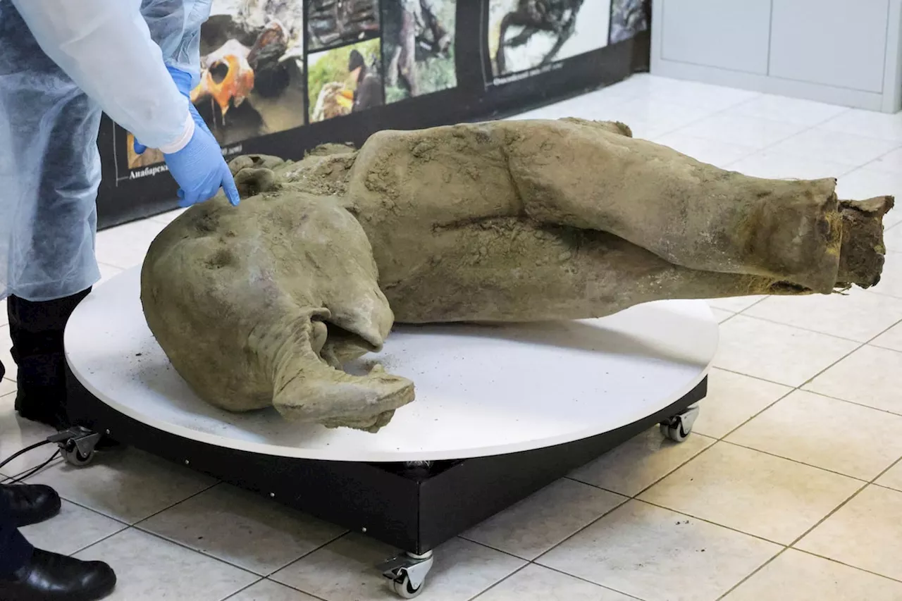 50,000-Year-Old Baby Mammoth Found in Siberian Permafrost