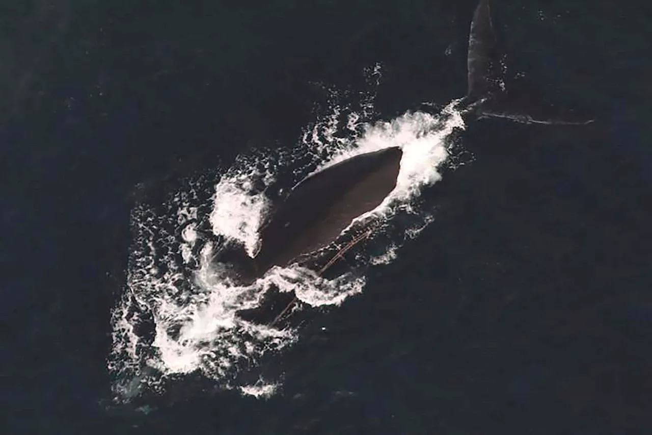 Three North Atlantic Right Whales Entangled in Fishing Gear