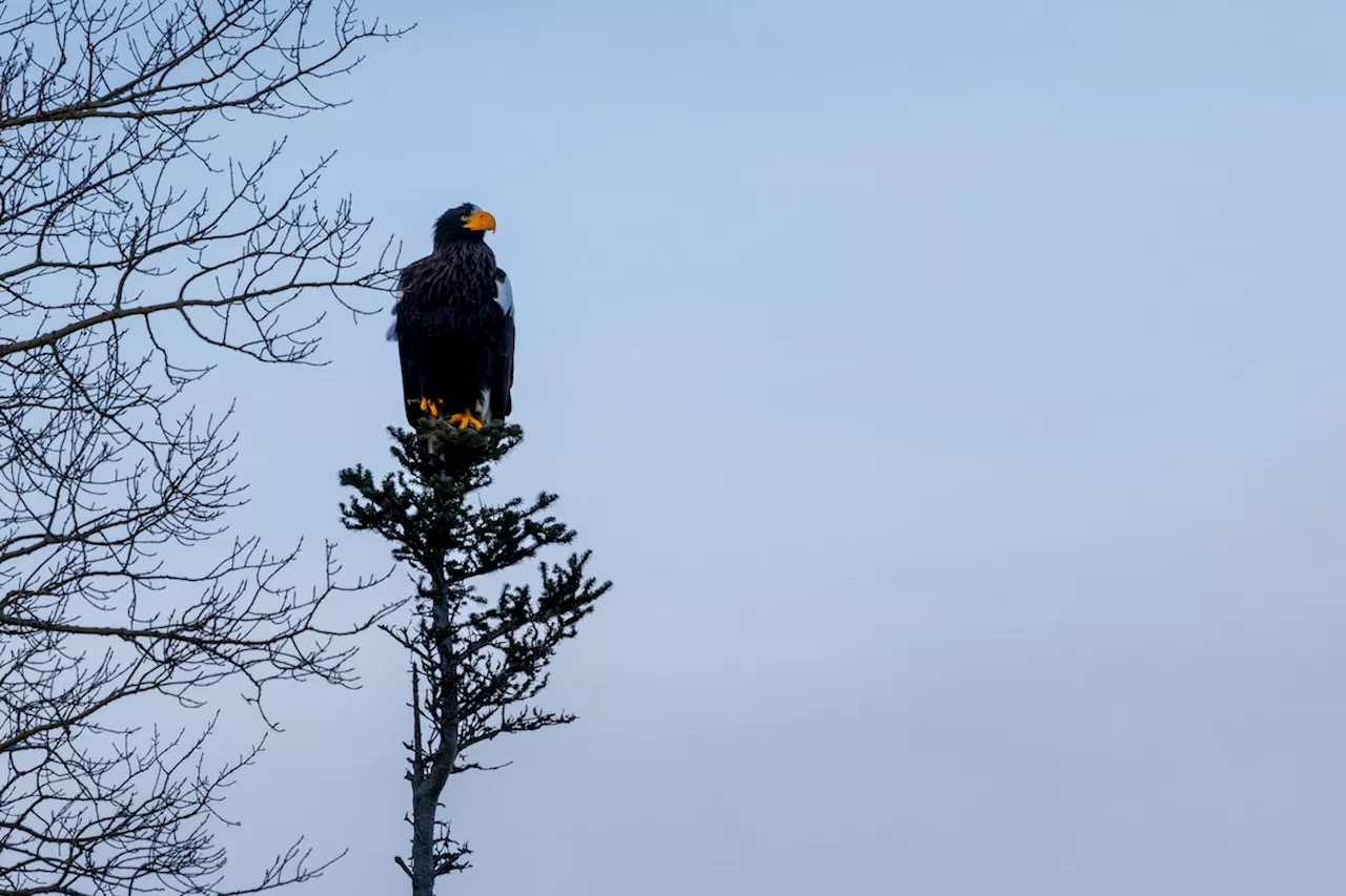 Rare Steller's Sea Eagle Spotted in Newfoundland National Park