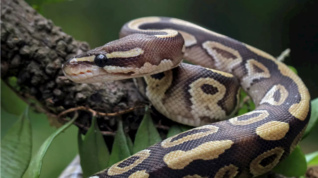 – fünf Pythons in Krems tot aufgefunden